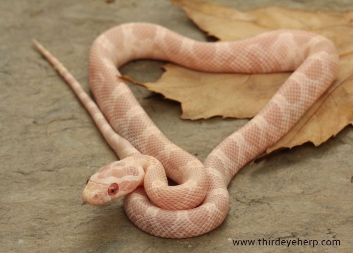 Snow Corn Snake